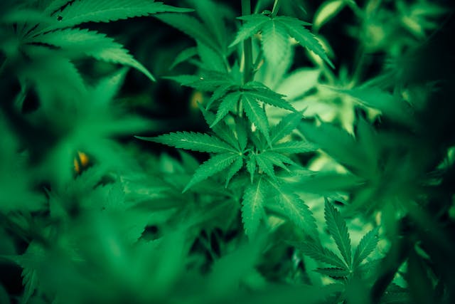 Cannabis et Créativité : Libérer Votre Artiste Intérieur